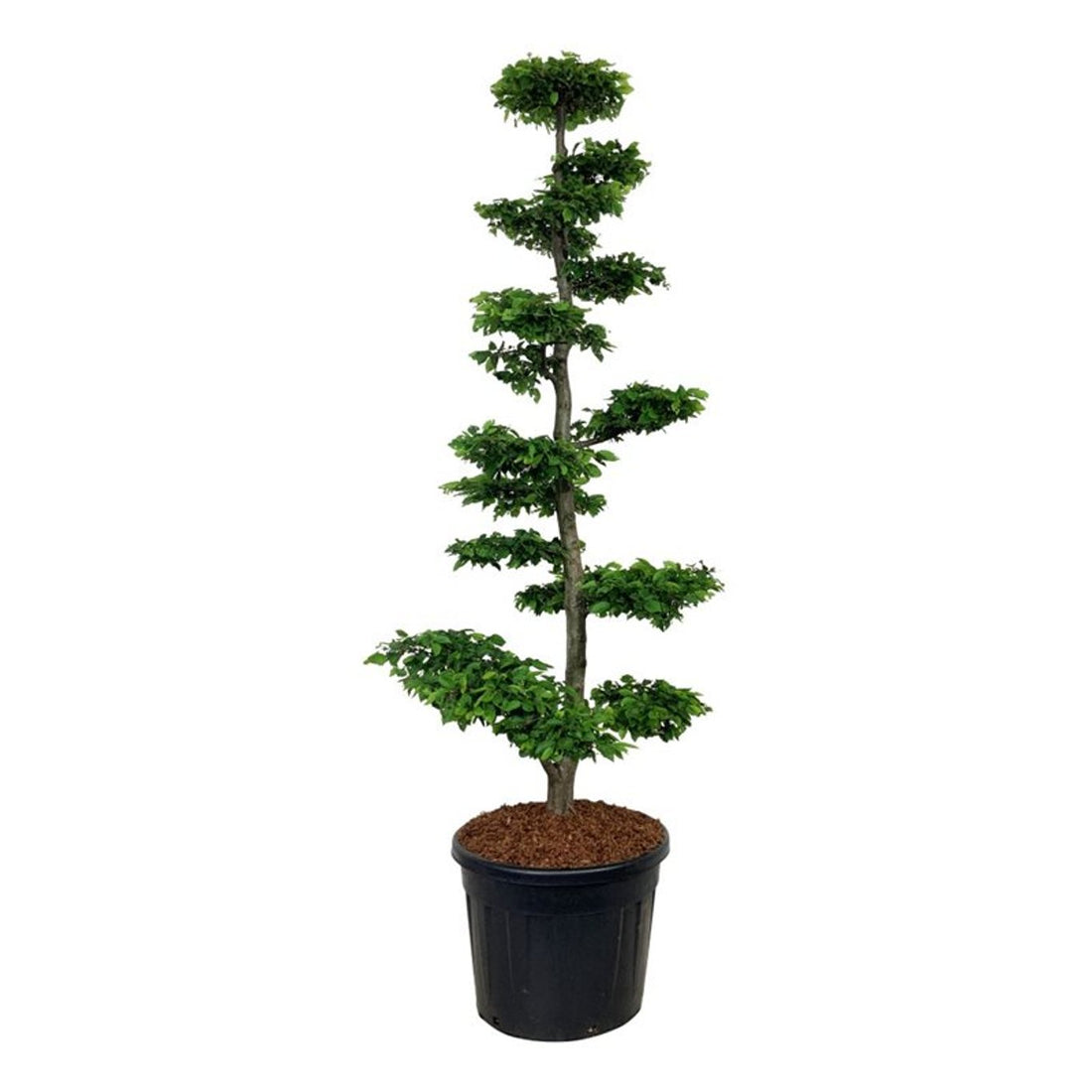 Carpinus betulus Bonsai 175–200 cm C90 (90 liters kruka)