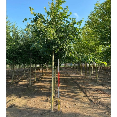 Parklind - Tilia europaea &