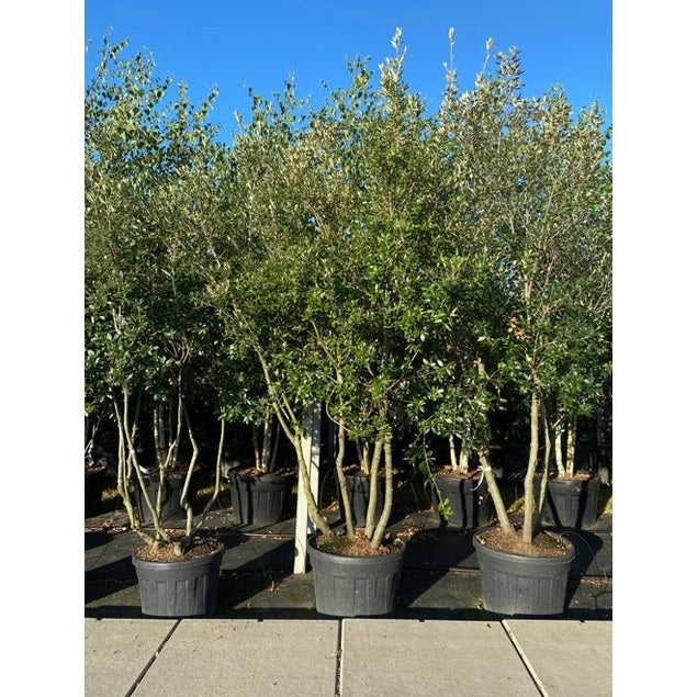 Stenek - Quercus ilex 300-350 MS CONT
