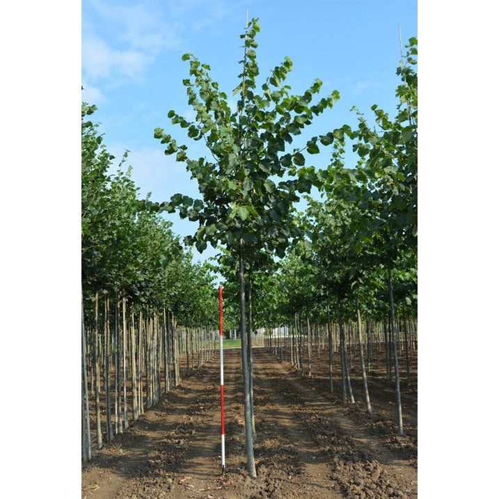 Lind - Tilia flavescens &