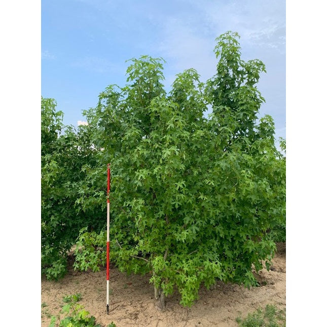 Ambraträd - Liquidambar styraciflua 350-400 MS