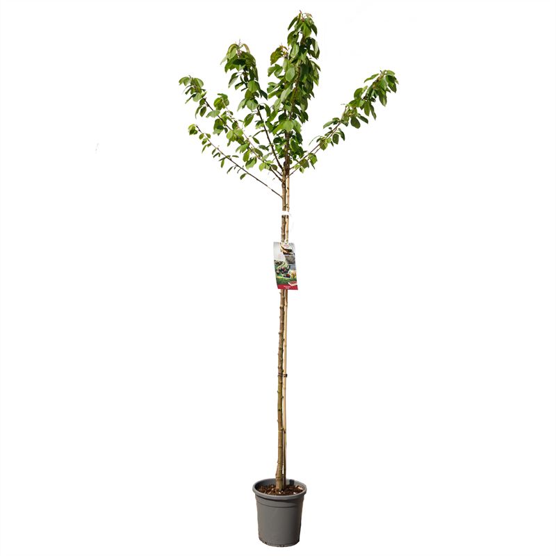 Sötkörsbär  &
