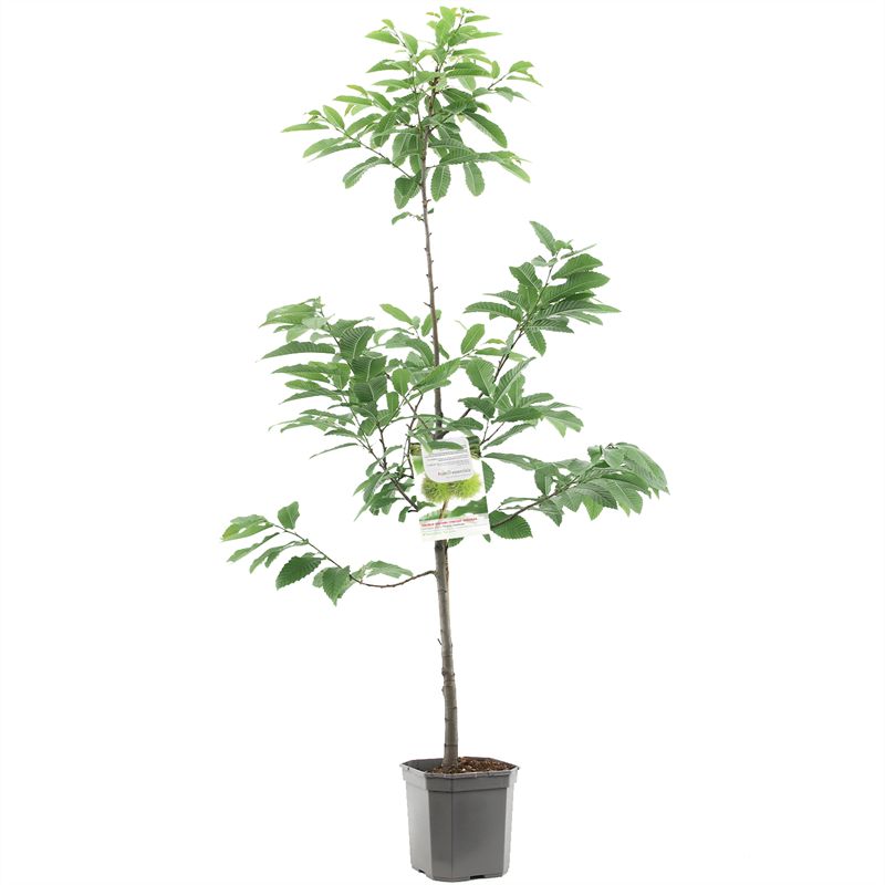 Äkta Kastanj - cont. 6,5L 60 cm stam