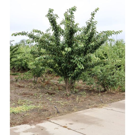 Tokyokörsbär - Prunus yedoensis 300-350 MS