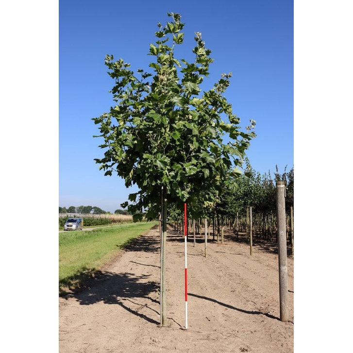 Platan - Platanus hispanica  - Stammens omkrets 20-25 cm, höjd 4-4,5 meter,  HS,