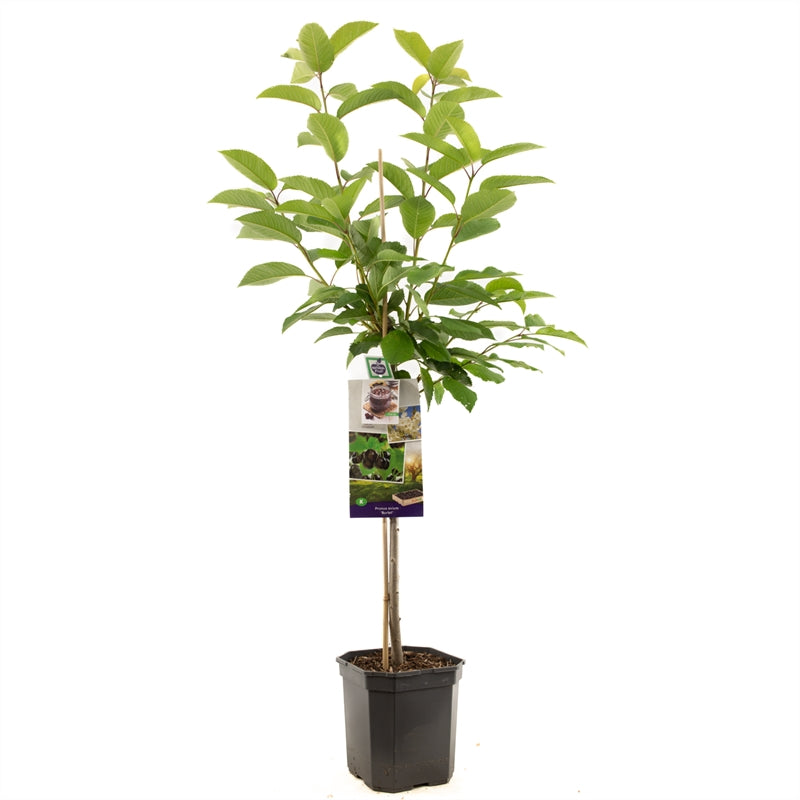 Sötkörsbär Burlat - cont. 6,5L 60 cm stam