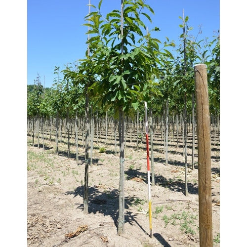Äkta kastanj - Castanea sativa  - Stammens omkrets 16-18 cm, höjd 3,5-4 meter,   HS,