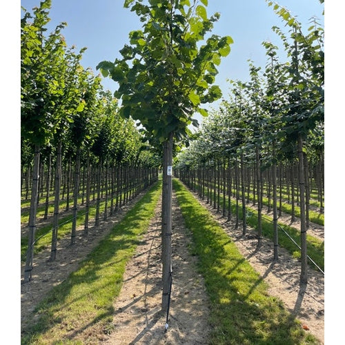 Svartlind -Tilia americana  &