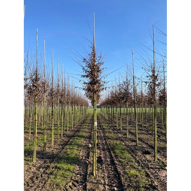 Avenbok - Carpinus betulus  - Stammens omkrets 14-16 cm, höjd 3,5-4 meter,   HS,