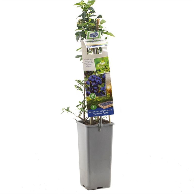Amerikanskt blåbär Vaccinium corymbosum &