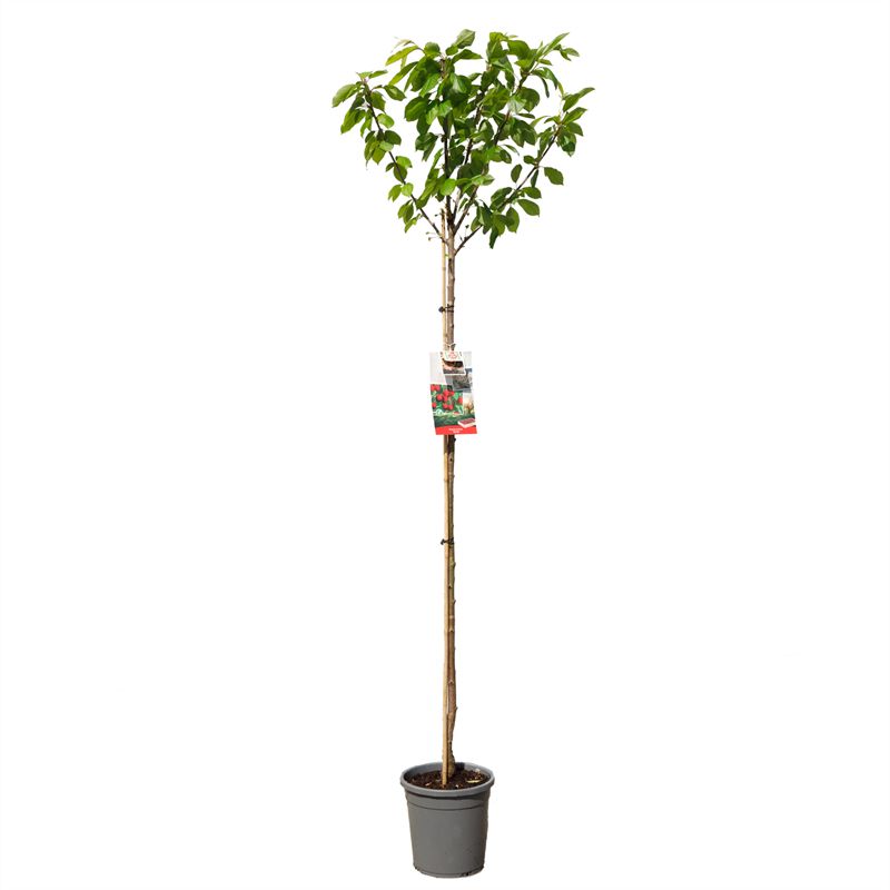 Sötkörsbär &