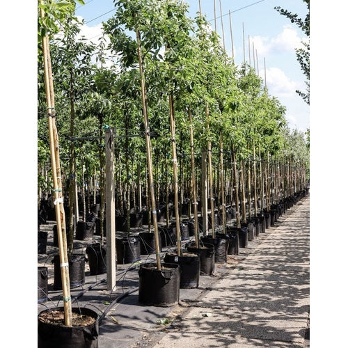 Sassafras - Sassafras albidum 12-14 HS, CONT