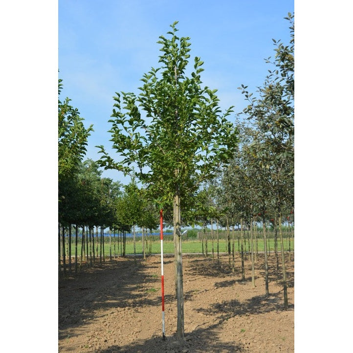 Japansk magnolia - Magnolia kobus  - Stammens omkrets 16-18 cm, höjd 3,5-4 meter,   HS, COCO