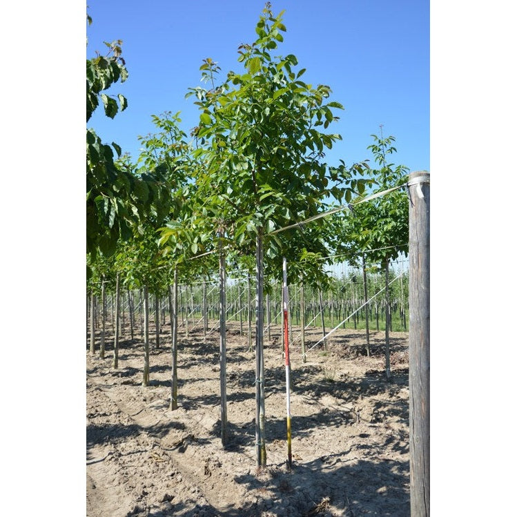Valnöt - Juglans regia  - Stammens omkrets 16-18 cm, höjd 3,5-4 meter,   HS,