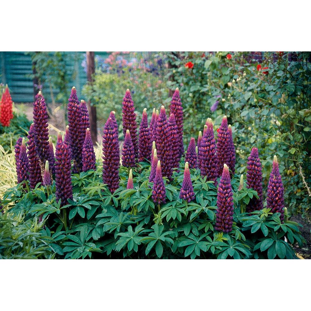 Lupinus Storm 1-pack