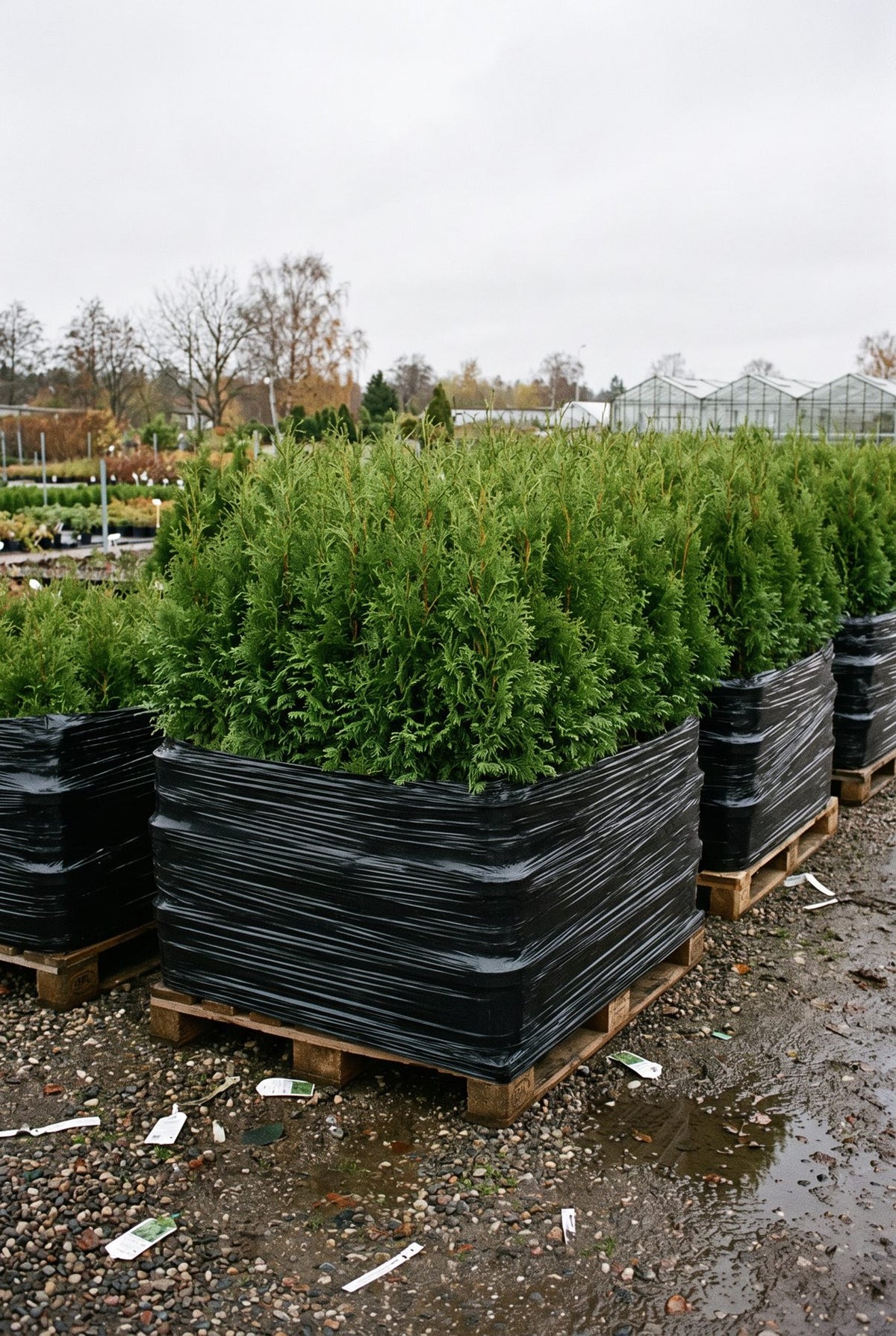 Storpack med Thuja King of Brabant krukodlad på pall