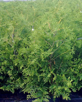 Tuja Thuja occidentalis &