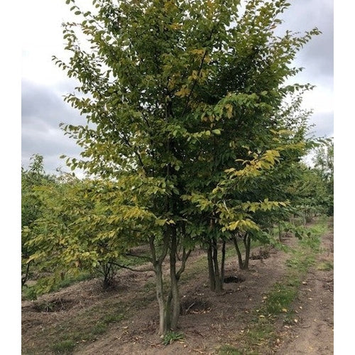 Avenbok - Carpinus betulus 400-450 MS
