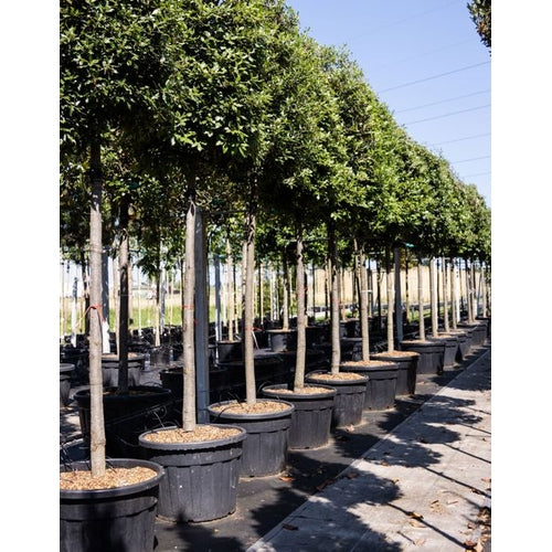 Stenek - Quercus ilex  - Stammens omkrets 20-25 cm, höjd 4-4,5 meter,  HS, CONT