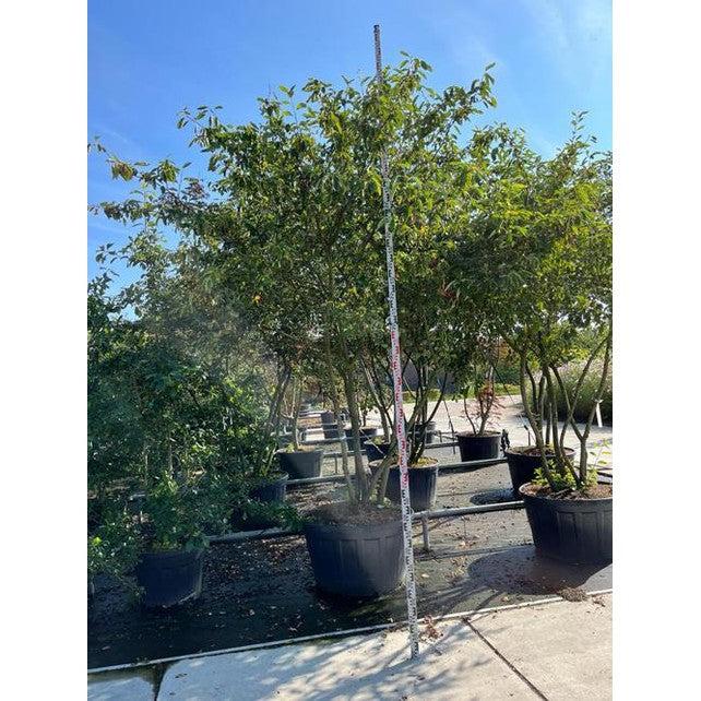 Prakthäggmispel - Amelanchier lamarckii 300-350 MS CONT