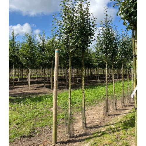 Päron - Pyrus caucasica 12-14 HS,