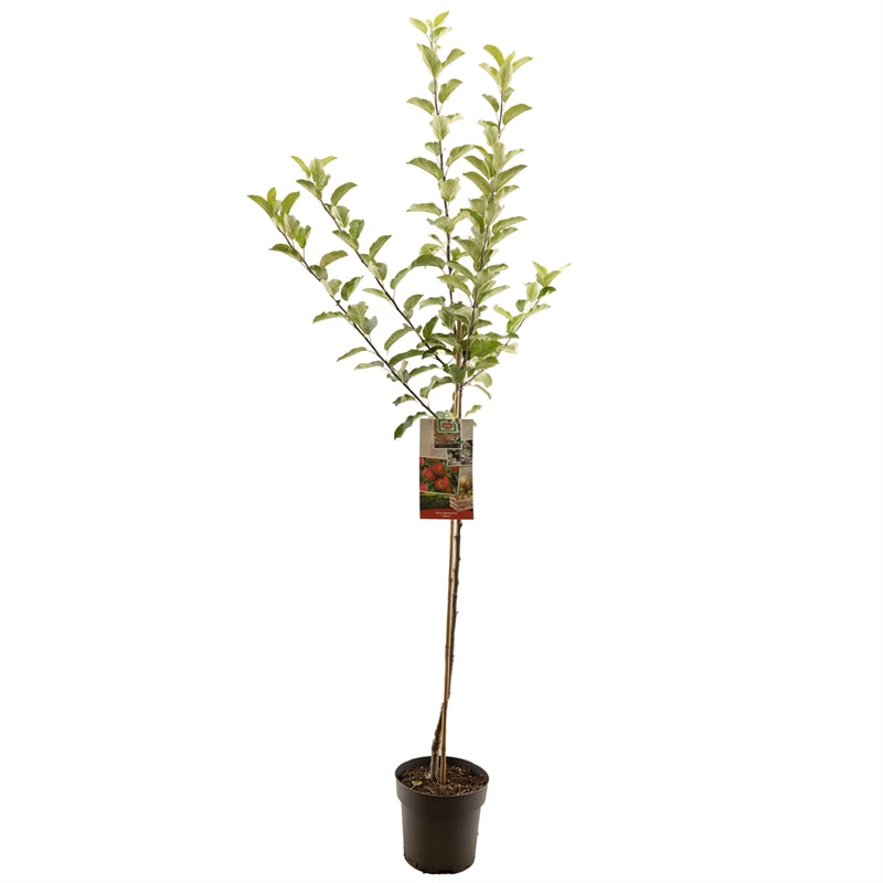 Äppleträd Elstar - cont. 8L 120 cm stam