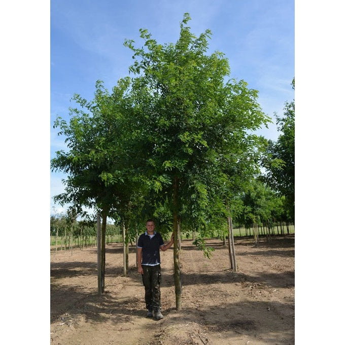 Robinia -Robinia pseudoacacia &