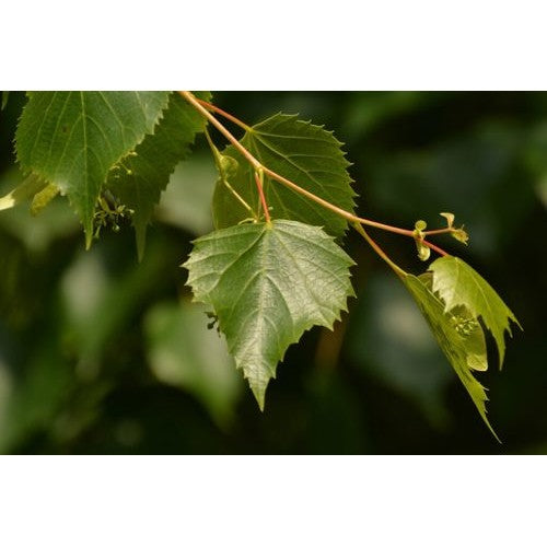 Mongolisk Lind - Tilia mongolica &