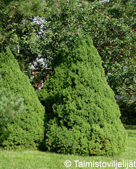Sockertoppsgran - Picea glauca &