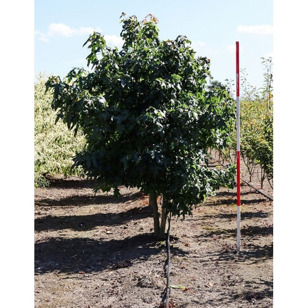 Ambraträd - Liquidambar styraciflua 250-300 MS COCO