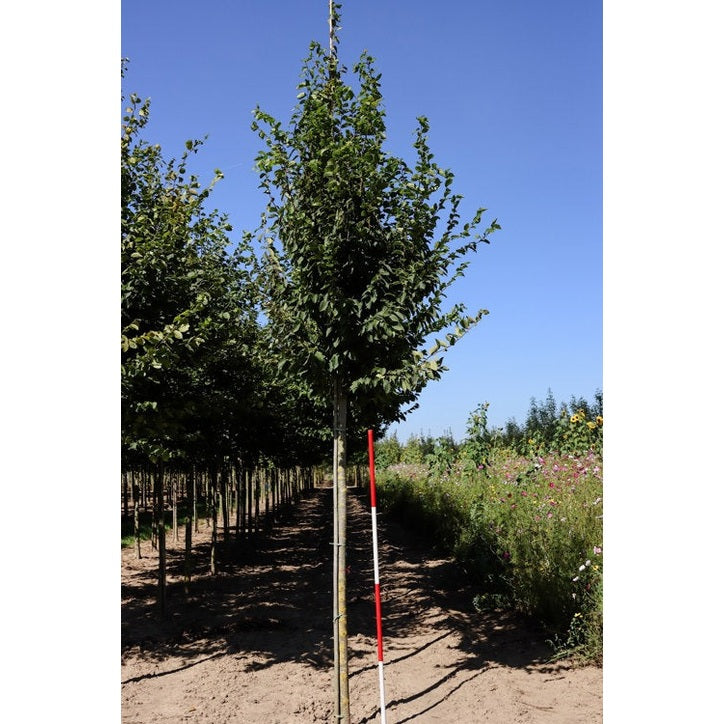 Pelaravenbok - Carpinus betulus &