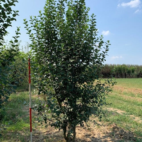 Vildapel - Malus sylvestris 250-300 MS DRKL