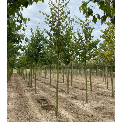 Lind - Tilia flavescens &