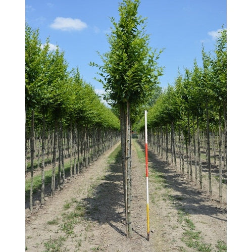 Pyramidavenbok - Carpinus betulus &