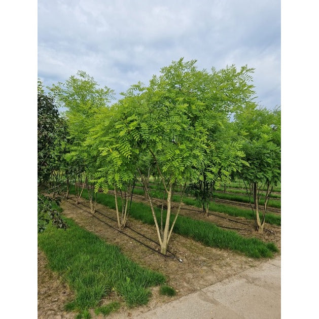 Pagodträd - Sophora japonica 300-350 MS
