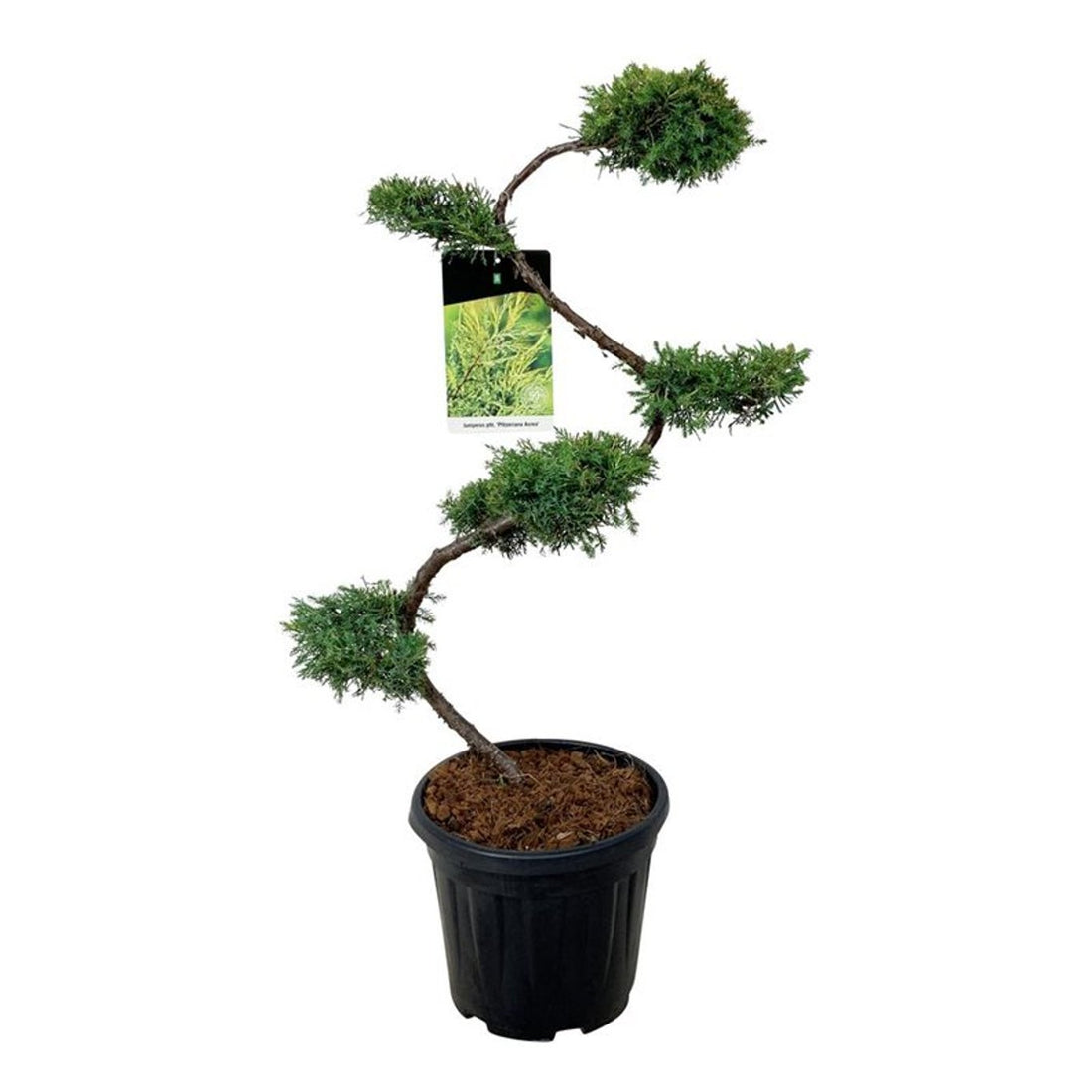 Juniperus pf. &
