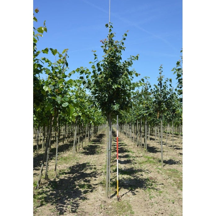 Skogslind - Tilia cordata  - Stammens omkrets 16-18 cm, höjd 3,5-4 meter,  HS,