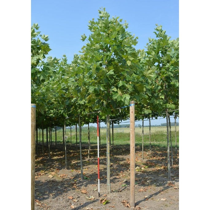 Platan - Platanus hispanica  - Stammens omkrets 14-16 cm, höjd 3,5-4 meter,  HS,