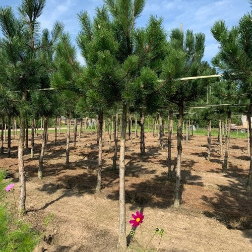 Svarttall - Pinus nigra  - Stammens omkrets 20-25 cm, höjd 4-4,5 meter,  HS, COCO