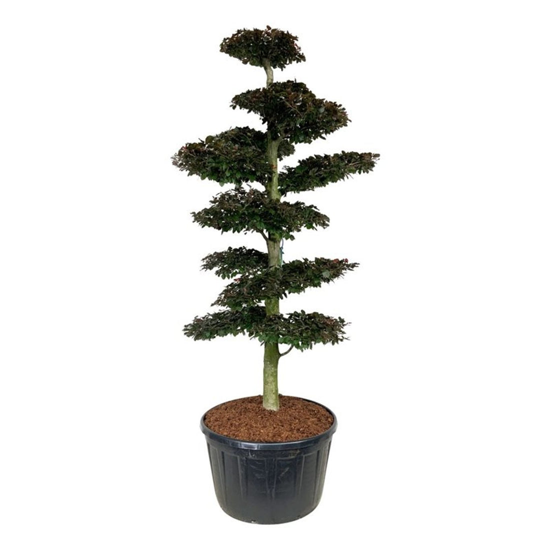 Fagus syl. &