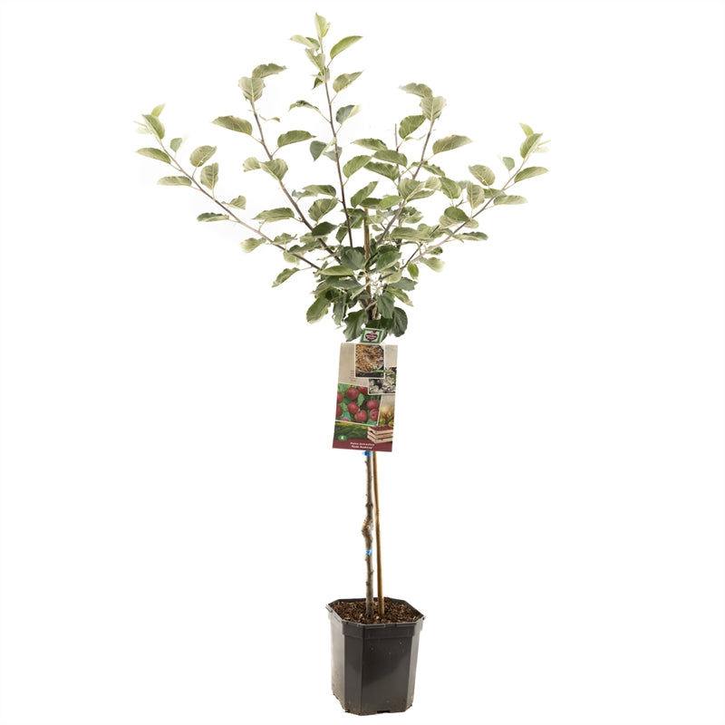 Äppleträd Roter Boskoop - cont. 6,5L 60 cm stam