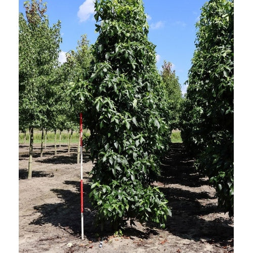 Ambraträd - Liquidambar styraciflua &