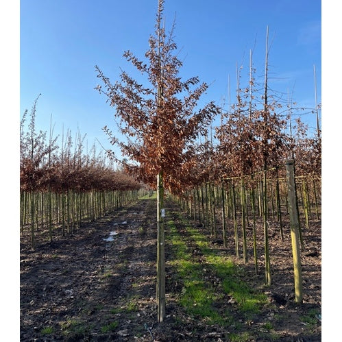 Turkisk ek - Quercus cerris  - Stammens omkrets 14-16 cm, höjd 3,5-4 meter,  HS,