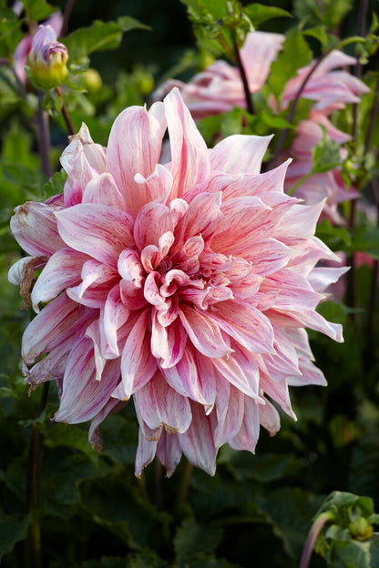 Dahlia Striped Emory Paul