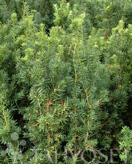 Hybrididelegran &
