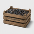 Scilla Siberica löklåda – Svedberga Plantskola