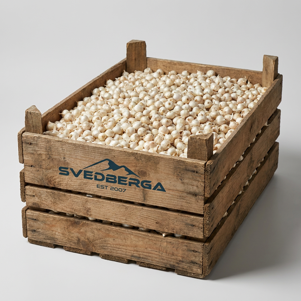 Puschkinia Libanotica Alba löklåda – Svedberga Plantskola