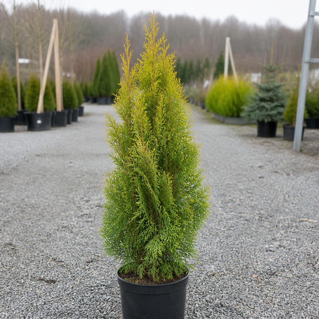 Thuja King of Brabant krukodlad 160-200 cm i outlet-kvalitet