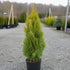 Thuja King of Brabant krukodlad 80-120 cm i outlet-kvalitet