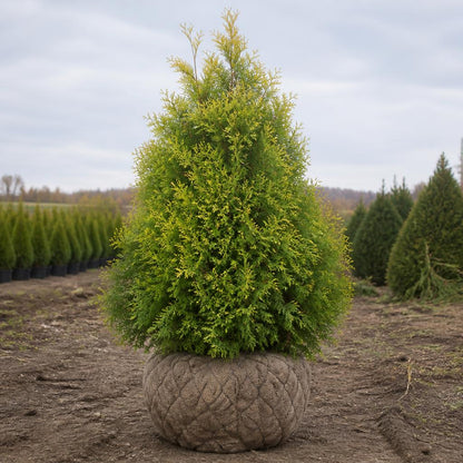 Thuja King of Brabant rotklump 80-120 cm i outlet-kvalitet